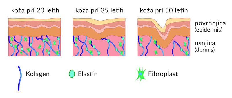 Kolagen - struktura kože Kolagen - struktura kože